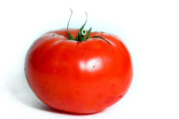 Un tomate sobre un fondo blanco — Foto de Stock