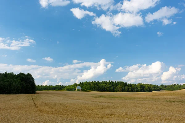 Letní krajina s poli a grove — Stock fotografie