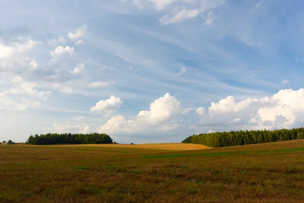 Летний пейзаж с полем и облаками — стоковое фото