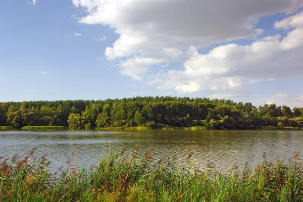 Krajina s řekou a stromy — Stock fotografie