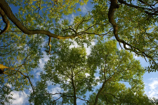 Trunks of trees and blue sky — Stock Photo, Image