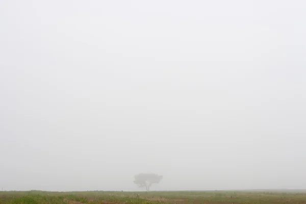 Tree and field in fog in Autumn — Stock Photo, Image