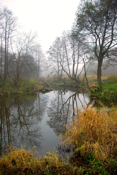 Flétrissement de la nature en automne — Photo