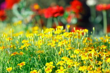 bir doku olarak bir çayırda sarı çiçek