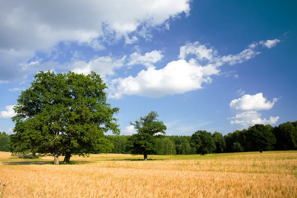 Letní krajina s strom a oblasti plodin — Stock fotografie