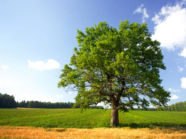 bir ağaç ve alan bitkileri, yaz yatay