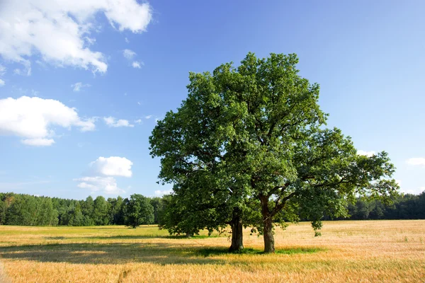 Summer landscape with a tree and field of crops — Stock Photo, Image