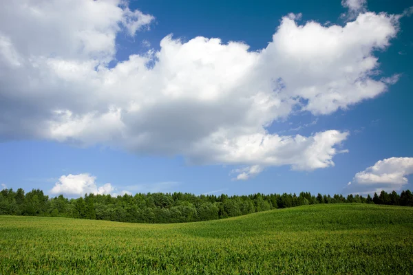 Yaz peyzaj alanı, orman ve mavi gökyüzü ile — Stok fotoğraf