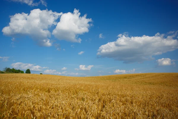 Paysage avec bosquet et champ de blé — Photo