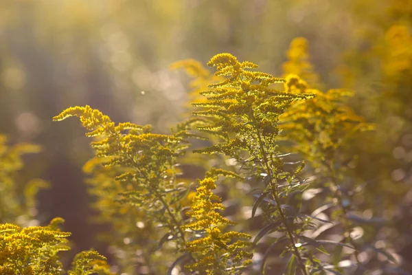 Yellow flowers in a meadow as a texture — Stock Photo, Image