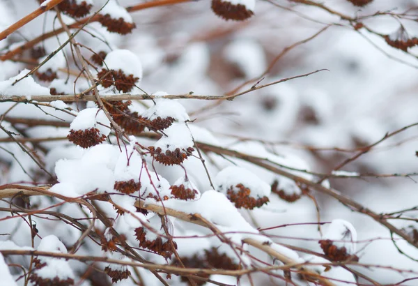 Takken met vruchten in de sneeuw — Stockfoto