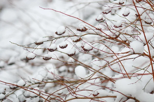 Takken met vruchten in de sneeuw — Stockfoto