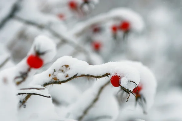 雪で覆われてローズヒップ果実 — ストック写真