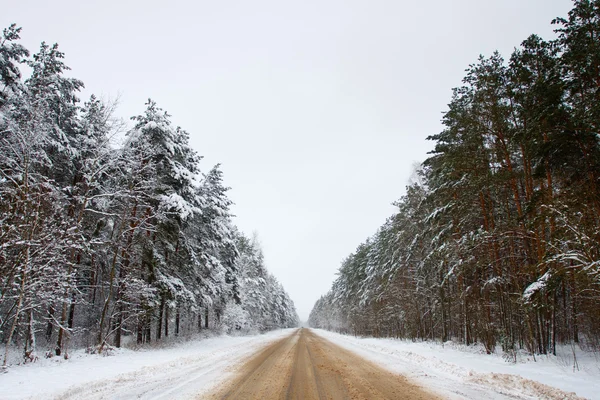 Estrada na floresta no inverno — Fotografia de Stock