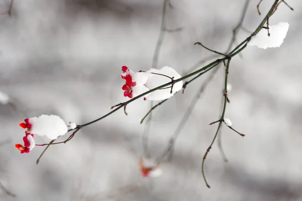 Branch with red flower in snow — Stock Photo, Image