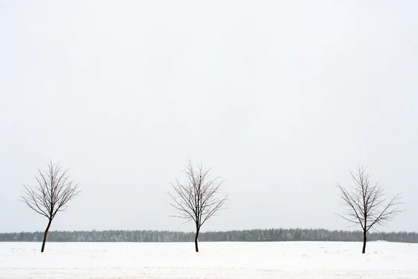 Kışın kar alanındaki üç ağaçlar