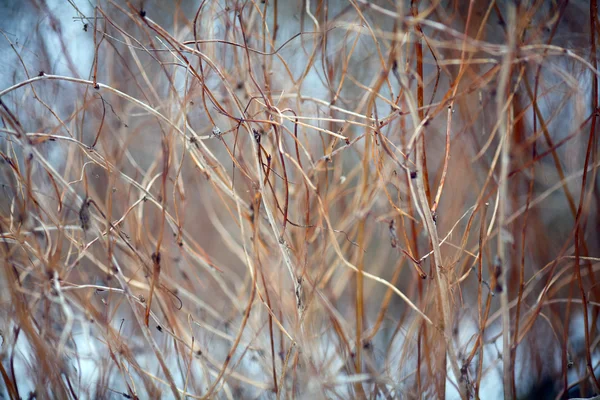 Mnoho větví jako texturu v zimě — Stock fotografie