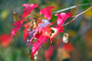 dalları ile kırmızı akçaağaç sonbahar yaprakları