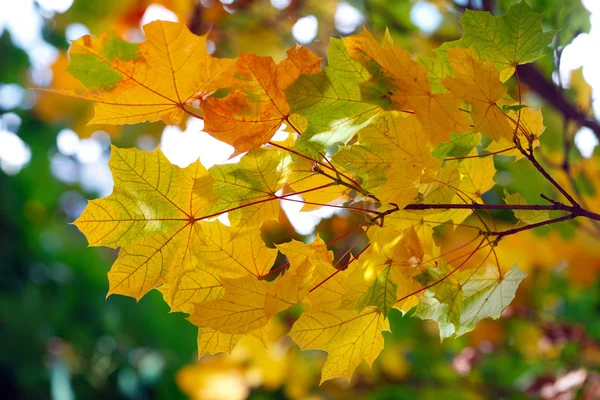 Many colored autumn leaves of maple — Stock Photo, Image