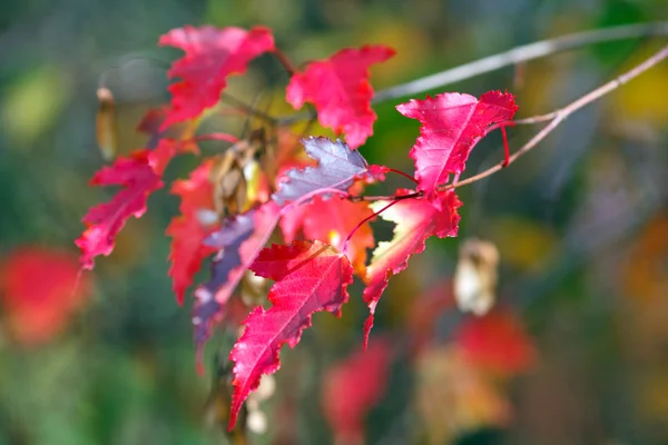 Grener av lønner med røde blader om høsten – stockfoto