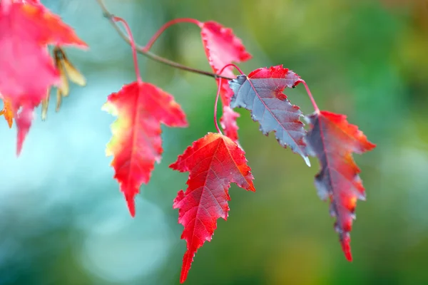 Branch of maple with red leaves in Autumn — Stock Photo, Image