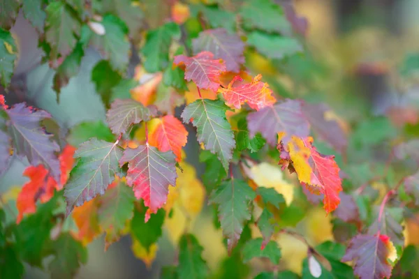 Colored leaves of trees in Autumn — Stock Photo, Image