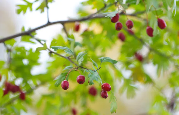 Red berry of hawthorn and green leaves in Autumn — Stock Photo, Image