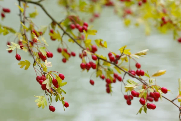 Baga vermelha de espinheiro e folhas verdes no Outono — Fotografia de Stock
