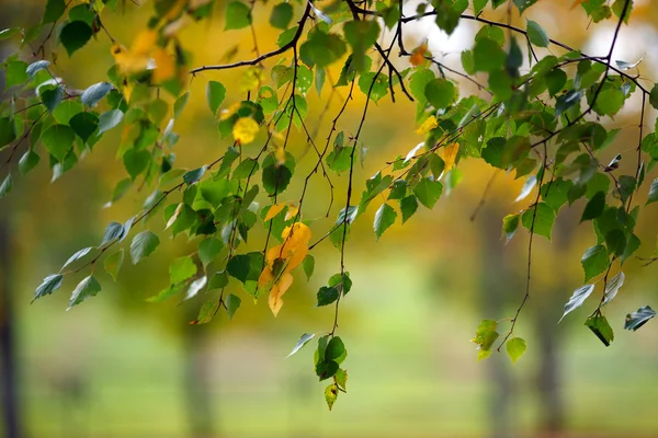 Grener med bjørkeblader på høsten – stockfoto