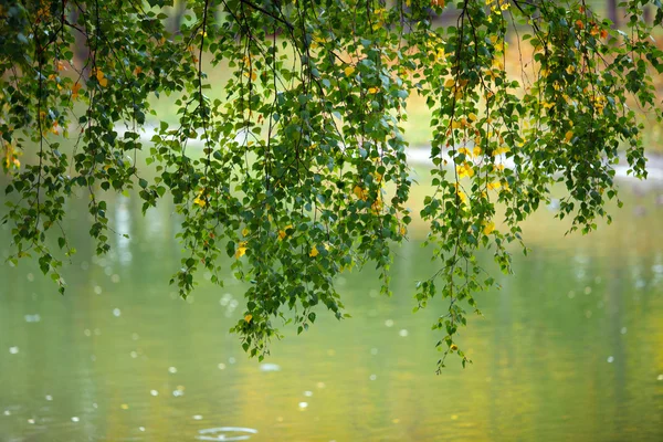 Äste mit Birkenblättern über dem Wasser — Stockfoto