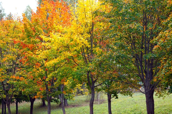Viele Herbstbäume mit farbigen Blättern — Stockfoto