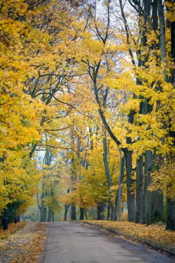 Autumn alley
