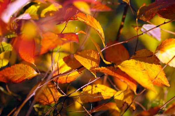 Farvede blade af træer i efteråret - Stock-foto