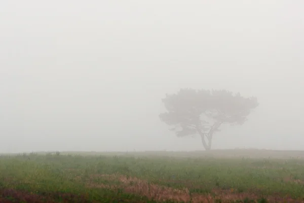 Tree in the middle of the field in fog in Autumn — Stock Photo, Image