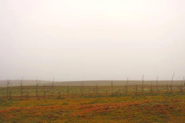 Das Feld im Nebel und junge Bäume — Stockfoto