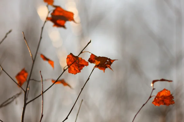 Farvede blade af træer i efteråret - Stock-foto