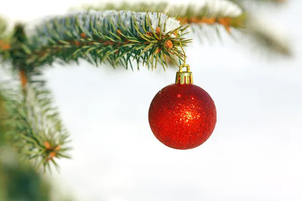 Bola roja en el árbol de Navidad con nieve —  Fotos de Stock
