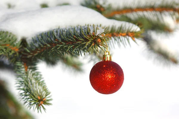 Bola vermelha na árvore de Natal com neve — Fotografia de Stock