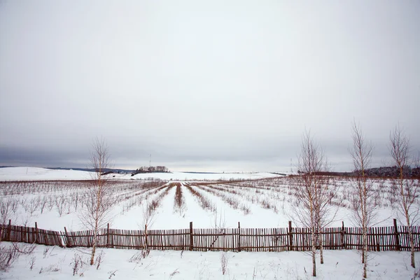 Filas de plantas en campo de invierno y nieve —  Fotos de Stock