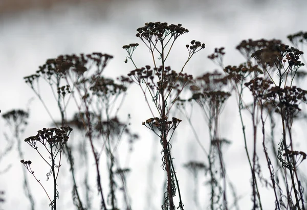 Suchej trawy i kwiaty w zimie — Zdjęcie stockowe