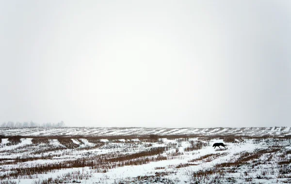 Paysage hivernal avec champ de neige et chien noir — Photo