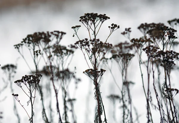 Grama seca e flor no inverno — Fotografia de Stock