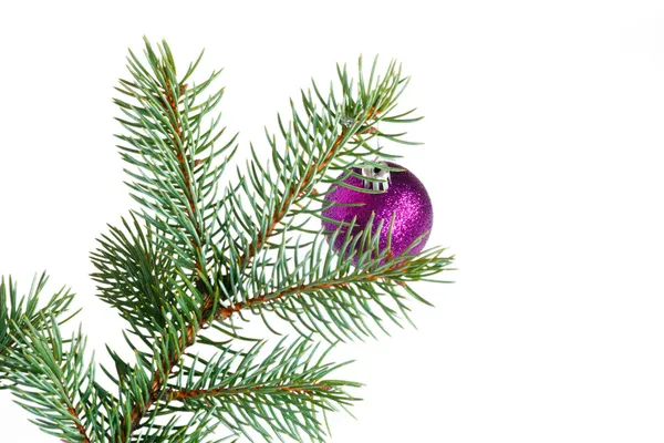 Фиолетовый бал на елке — стоковое фото