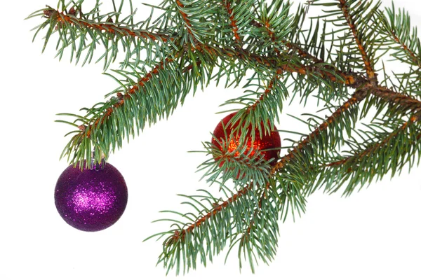 Pelotas rojas y violetas en la rama del árbol de Navidad —  Fotos de Stock