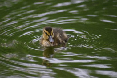 su küçük ördek yavrusu