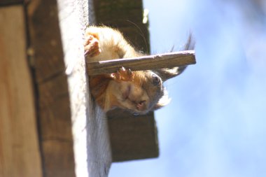 Sincap ve kuş ve ağaç bahar üzerinde