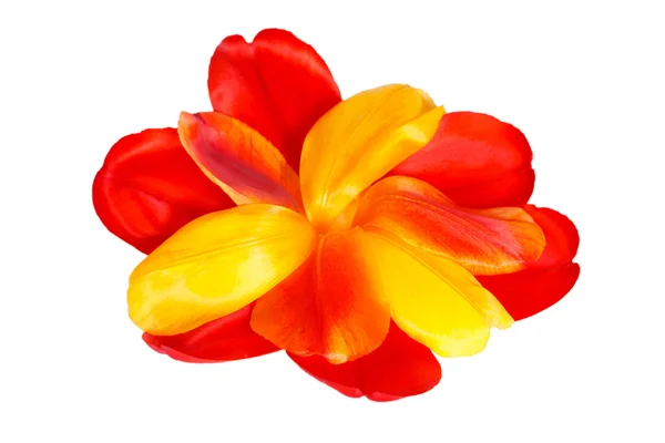 Farbige Tulpenblätter in Form einer Blume auf weißem Hintergrund — Stockfoto