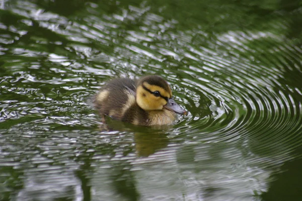 小鸭在水中 — 图库照片
