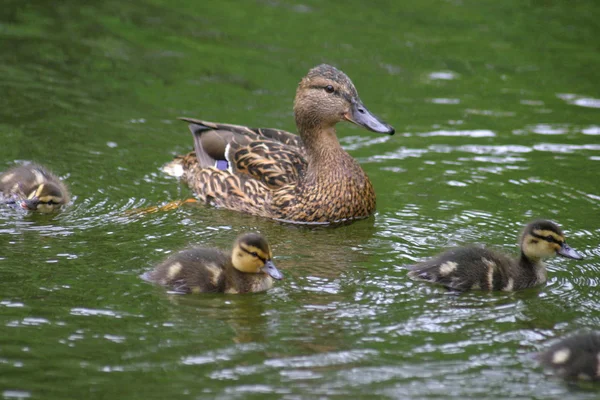 鸭子和三个小鸭子在水中 — 图库照片