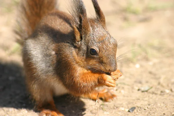 Little hungry squirrel — Stock Photo, Image